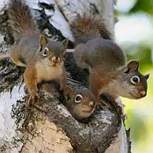 Picture for song 'SQUIRRELS' by artist 'Alexis VAN EECKHOUT'