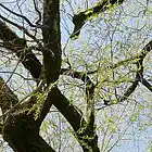 Picture for song 'spring fever' by artist 'MikeSch'