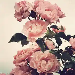 Picture for song 'LOVERS (buy 1 get 1 free)' by artist 'YOUNG RILL'