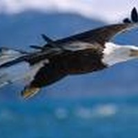 Picture for song 'Soar' by artist 'Bodetoad'