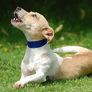 Picture for song 'BARKING BEATLOOP' by artist 'Desibell And The Raiders Of The Lost Quark'