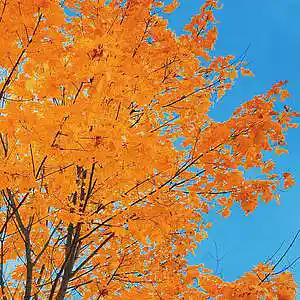 Picture for song 'SPING AUTUMN - immune228' by artist 'Immune228'