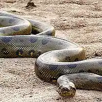 Picture for song 'Creeping Song' by artist 'Kid Bravo'