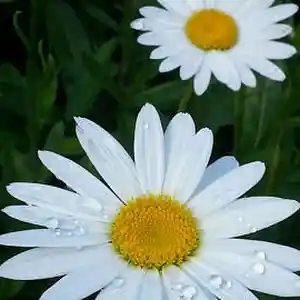 Picture for song 'Fair Lady of Mine' by artist 'Adrian J Pratt'