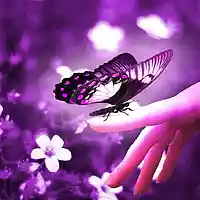 Picture for song 'Fly On Purple Butterfly' by artist 'DHW'