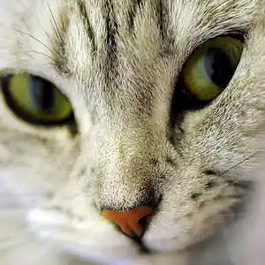 Picture for song '???' by artist 'kyrupudga'