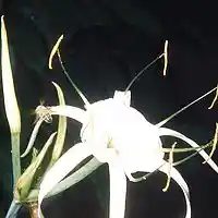 Picture for song 'Love Piece in C' by artist 'larry goodell'