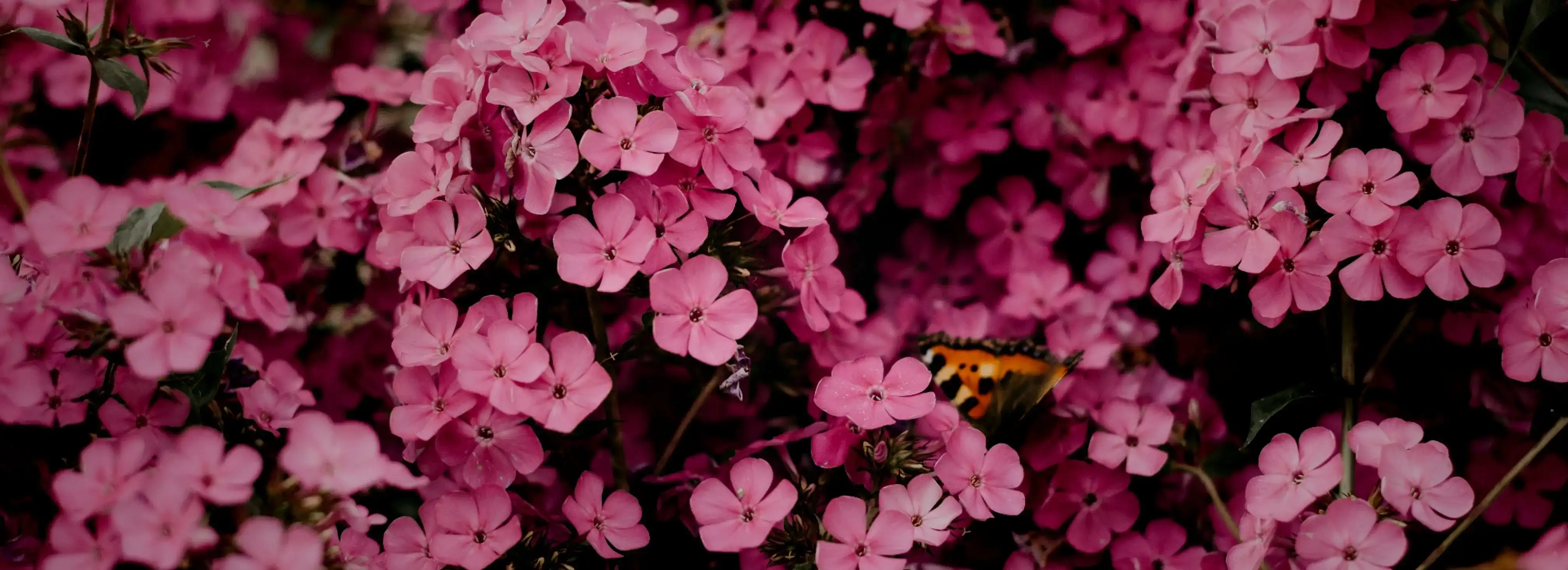 cover pic