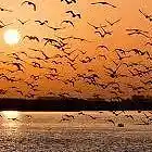 Picture for song 'birds on the lake.mp3' by artist 'Tom Stephens'