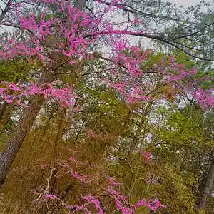 Picture for song 'Legend' by artist 'Phycodelics'