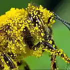 Picture for song 'Pollen' by artist 'Scuzzo'