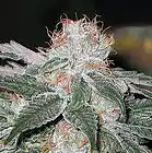 Picture for song 'Finally ***NEW*** T-34 Productions' by artist 'T-34 Productions'