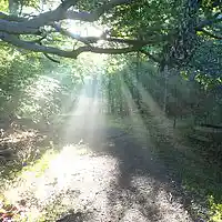 Picture for song 'Long Ride Home' by artist 'Leonard Scaper'