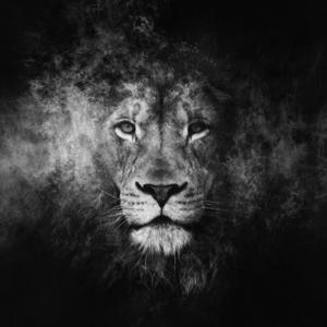 Picture for song 'King of the Jungle 100 bpm' by artist 'Orko Beats'