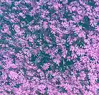 Picture for song 'Gypsum Flak' by artist 'Michael Thomas Jackson'