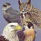 Picture for song 'Silly130 Owl's N eagles - Sillybeatz@gmail.com' by artist 'Silly130'