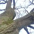 Picture for song 'Hope never dies' by artist 'Suzanne Nowakowski'