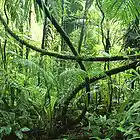 Picture for song '*RELAX* Walking through the jungle' by artist '614 MUSIC'