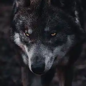 Picture for song 'Wolf (BUY 1 GET 1 FREE) *Trap Beat*' by artist 'MOONIX'