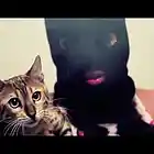 Picture for song 'NEW! BODY IN THE TRUNK PROD. COTB 6.13.114' by artist 'cuddyonthebeat'