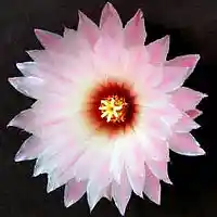 Picture for song 'Siminbari' by artist 'Jazmahalis'