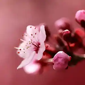 Picture for song 'Sakura | Japanesse Type Beat' by artist 'OneS Beats'