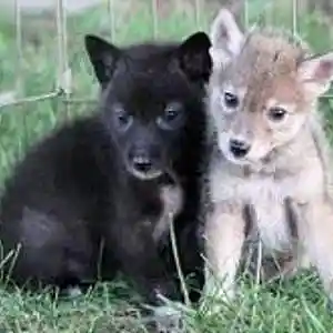 Picture for song 'We Coyotes Sing' by artist 'Jerry Kratzmeyer'