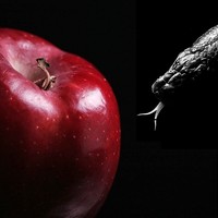 Picture for song 'Forbidden Fruit' by artist 'Jjemerson3'