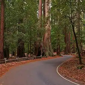 Picture for song 'Never Goes Out Of Style' by artist 'Patricia Bishop and Jesse Navarro Songs'