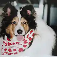 Picture for song 'My Little Dog' by artist 'Sam Blairs Blue Room'