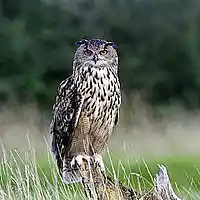 Picture for song 'The Future of Dubstep' by artist 'The Ultra Lancers'