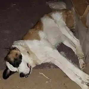 Picture for song 'ghosts, rattle the bones (original)' by artist 'Amberwolf'