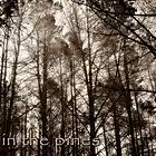 Picture for song 'In The Pines' by artist 'Reverend Ryan'