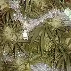 Picture for song 'Christmas Trees (Tagged)' by artist 'VeTheHitmaker'