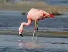 Picture for song 'pink floyd the flamingo from utah' by artist 'COLLIES'