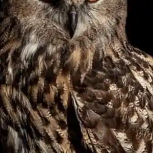 Picture for song 'WE AINT COME TO PLAY' by artist 'Rocco The Big Ol Owl'