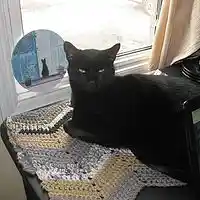 Picture for song 'Diamond is This Girl's Best Friend' by artist 'Todd Hehl and Phantom Limb'