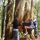 Picture for song 'Touch The Trees' by artist 'Hedgehog and Fraud'