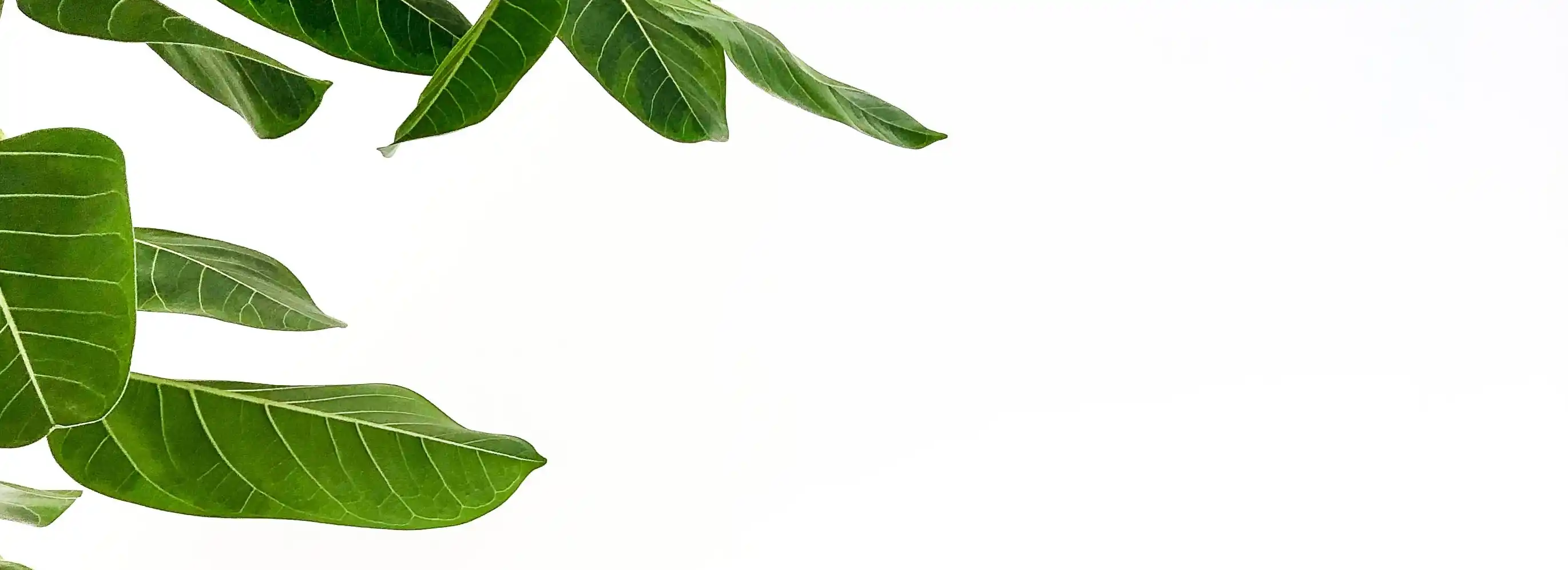cover pic