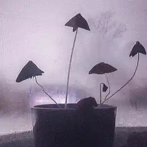 Picture for song 'Phetamyn - "Night Crawlers" Slow Sad Type Beat' by artist 'Phetamyn'