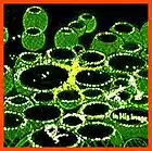 Picture for song 'Get Rich Quick (Count Your Blessings)' by artist 'Root One'