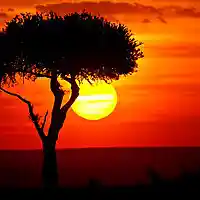 Picture for song 'Serengeti Sunset' by artist 'Steve Pasakarnis'
