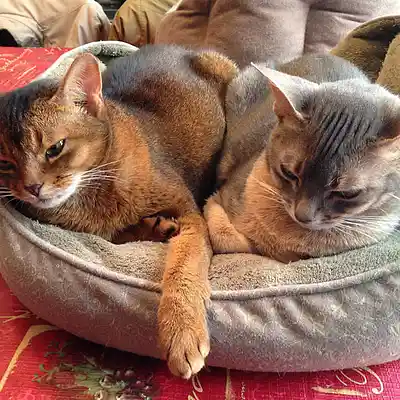 Picture for song 'Z End' by artist 'Al Dionisio'