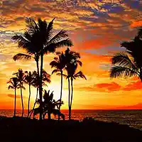 Picture for song 'The Tropics (Prod By Armen Grigoryan)' by artist 'armenbeats'