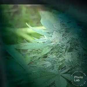 Picture for song 'high notes' by artist 'Oson'