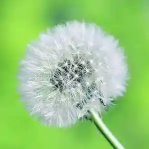 Picture for song 'Cycles' by artist 'Relaxing Meditation Music'