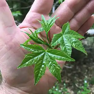 Picture for song 'Sleep Well And Dream' by artist 'Leonard Scaper'