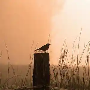 Picture for song 'BYE BYE BLACKBIRD by Roy Hannum' by artist 'Roy Hannum'