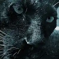 Picture for song '..:: BLACK PANTHER ::.. (FreeDL!)' by artist 'VEYSIGZ BEATS'