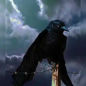 Picture for song 'Black Bird' by artist 'Laydropheat'
